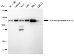 Invitrogen DNMT3A Recombinant Rabbit Monoclonal Antibody (23GB2230), Invitrogen