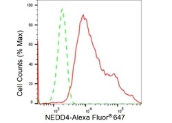 NEDD4 Recombinant Rabbit Monoclonal Antibody (23GB2255), Invitrogen:Antibodies,