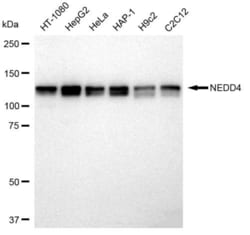 NEDD4 Recombinant Rabbit Monoclonal Antibody (23GB2255), Invitrogen:Antibodies,