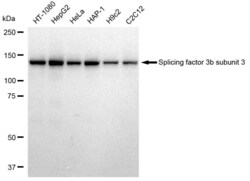 Invitrogen SF3B3 Recombinant Rabbit Monoclonal Antibody (23GB2260), Invitrogen