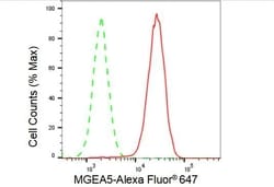 Mgea5 Recombinant Rabbit Monoclonal Antibody (23GB2270), Invitrogen:Antibodies,