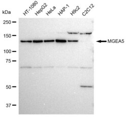 Mgea5 Recombinant Rabbit Monoclonal Antibody (23GB2270), Invitrogen:Antibodies,