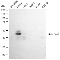 Invitrogen FosB Recombinant Rabbit Monoclonal Antibody (23GB2285), Invitrogen