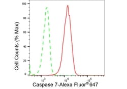 Invitrogen Caspase 7 Recombinant Rabbit Monoclonal Antibody (23GB2305) 20 &mu;L | Buy Online | Invitrogen&trade; | Fisher Scientific
