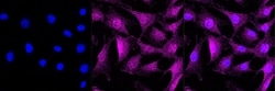 Invitrogen&trade;&nbsp;Caspase 7 Recombinant Rabbit Monoclonal Antibody (23GB2305)