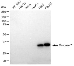 Invitrogen Caspase 7 Recombinant Rabbit Monoclonal Antibody (23GB2305) 20 &mu;L | Buy Online | Invitrogen&trade; | Fisher Scientific