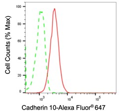Invitrogen CDH10 Recombinant Rabbit Monoclonal Antibody (23GB1600), Invitrogen