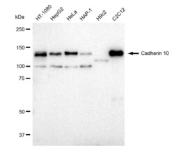 Invitrogen CDH10 Recombinant Rabbit Monoclonal Antibody (23GB1600), Invitrogen