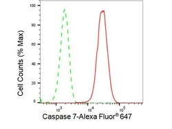 Invitrogen Caspase 7 Recombinant Rabbit Monoclonal Antibody (23GB2310),