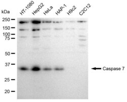 Invitrogen Caspase 7 Recombinant Rabbit Monoclonal Antibody (23GB2310),