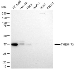 Invitrogen STING Recombinant Rabbit Monoclonal Antibody (23GB2320), Invitrogen