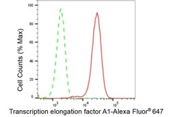 TCEA1 Recombinant Rabbit Monoclonal Antibody (23GB2330), Invitrogen:Antibodies,