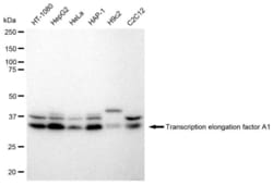 TCEA1 Recombinant Rabbit Monoclonal Antibody (23GB2330), Invitrogen:Antibodies,