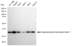Invitrogen OLIG1 Recombinant Rabbit Monoclonal Antibody (23GB2350), Invitrogen