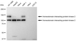 Invitrogen HIPK2 Recombinant Rabbit Monoclonal Antibody (23GB2500), Invitrogen