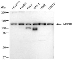 Invitrogen INPP4B Recombinant Rabbit Monoclonal Antibody (23GB2530), Invitrogen