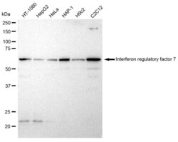 Invitrogen IRF7 Recombinant Rabbit Monoclonal Antibody (23GB2925), Invitrogen