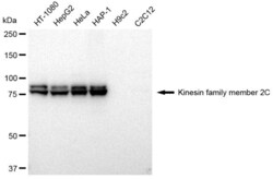 Invitrogen MCAK Recombinant Rabbit Monoclonal Antibody (23GB2730), Invitrogen
