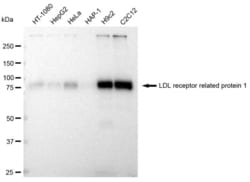 Invitrogen LRP1 Recombinant Rabbit Monoclonal Antibody (23GB2780) 20 &mu;L | Buy Online | Invitrogen&trade; | Fisher Scientific