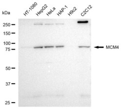 Invitrogen MCM4 Recombinant Rabbit Monoclonal Antibody (23GB2495), Invitrogen