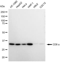 Invitrogen CD8 alpha Recombinant Rabbit Monoclonal Antibody (23GB1420) 20 &mu;L | Buy Online | Invitrogen&trade; | Fisher Scientific