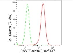 RASEF Recombinant Rabbit Monoclonal Antibody (23GB2745), Invitrogen:Antibodies,