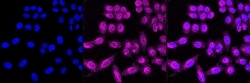 RASEF Recombinant Rabbit Monoclonal Antibody (23GB2745), Invitrogen:Antibodies,
