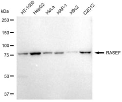 RASEF Recombinant Rabbit Monoclonal Antibody (23GB2745), Invitrogen:Antibodies,