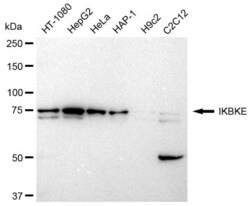 Invitrogen IKK epsilon Recombinant Rabbit Monoclonal Antibody (23GB2720) 20 &mu;L | Buy Online | Invitrogen&trade; | Fisher Scientific