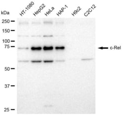 Invitrogen c-Rel Recombinant Rabbit Monoclonal Antibody (23GB2600), Invitrogen