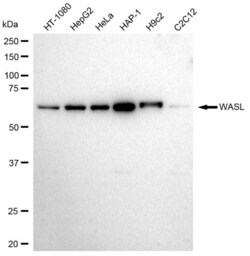 Invitrogen N-WASP Recombinant Rabbit Monoclonal Antibody (23GB2850), Invitrogen
