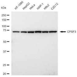 Invitrogen CPSF3 Recombinant Rabbit Monoclonal Antibody (23GB3105), Invitrogen