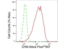 Invitrogen CHM Recombinant Rabbit Monoclonal Antibody (23GB3065) 20 &mu;L | Buy Online | Invitrogen&trade; | Fisher Scientific