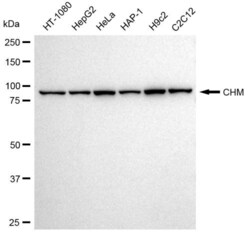 Invitrogen&trade;&nbsp;CHM Recombinant Rabbit Monoclonal Antibody (23GB3065)