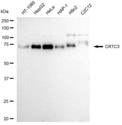 Invitrogen CRTC3 Recombinant Rabbit Monoclonal Antibody (23GB3110), Invitrogen