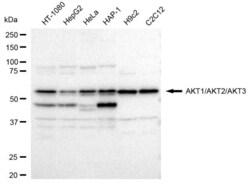 Invitrogen AKT Pan Recombinant Rabbit Monoclonal Antibody (23GB3185), Invitrogen