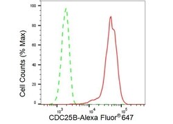Invitrogen CDC25B Recombinant Rabbit Monoclonal Antibody (23GB3425), Invitrogen 20 &mu;L | Buy Online | Invitrogen&trade; | Fisher Scientific