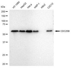 Invitrogen CDC25B Recombinant Rabbit Monoclonal Antibody (23GB3425), Invitrogen 20 &mu;L | Buy Online | Invitrogen&trade; | Fisher Scientific