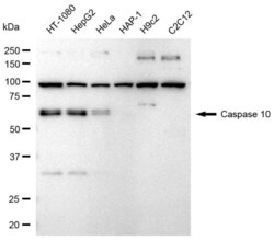 Invitrogen Caspase 10 Recombinant Rabbit Monoclonal Antibody (23GB3330),