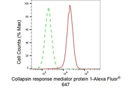 Invitrogen CRMP1 Recombinant Rabbit Monoclonal Antibody (23GB3480), Invitrogen