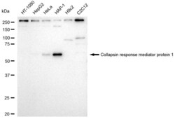 Invitrogen CRMP1 Recombinant Rabbit Monoclonal Antibody (23GB3480), Invitrogen