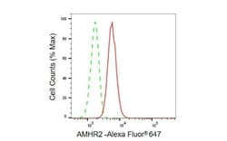 Invitrogen AMHR2 Recombinant Rabbit Monoclonal Antibody (23GB3205), Invitrogen