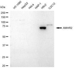 Invitrogen AMHR2 Recombinant Rabbit Monoclonal Antibody (23GB3205), Invitrogen