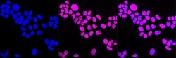 Invitrogen&trade;&nbsp;DDX17 Recombinant Rabbit Monoclonal Antibody (23GB3560)