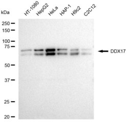 Invitrogen DDX17 Recombinant Rabbit Monoclonal Antibody (23GB3560) 20 &mu;L | Buy Online | Invitrogen&trade; | Fisher Scientific