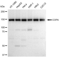 Invitrogen alpha COP Recombinant Rabbit Monoclonal Antibody (23GB3485),