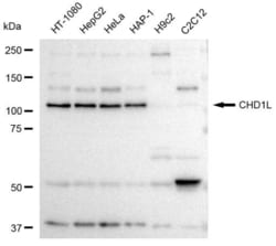 Invitrogen CHD1L Recombinant Rabbit Monoclonal Antibody (23GB3770), Invitrogen