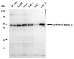 Invitrogen CENPC Recombinant Rabbit Monoclonal Antibody (23GB3760), Invitrogen