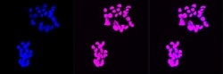 Invitrogen&trade;&nbsp;CHRNA5 Recombinant Rabbit Monoclonal Antibody (23GB3775)