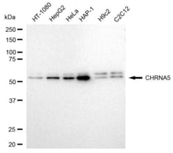 Invitrogen CHRNA5 Recombinant Rabbit Monoclonal Antibody (23GB3775) 20 &mu;L | Buy Online | Invitrogen&trade; | Fisher Scientific